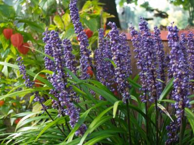 LIRIOPE MUSCARI 'INGWERSEN'