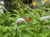 LYSIMACHIA CLETHROIDES