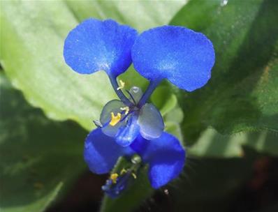 COMMELINA BENGHALENSIS