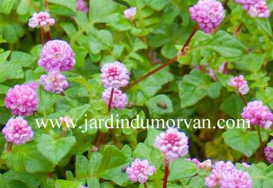 PERSICARIA RUNCINATA 'NEEDHAM'S FORM'