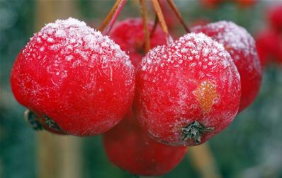 Pommier Malus Red Sentinel