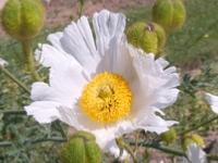 ROMNEYA COULTERI 