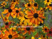 RUDBECKIA TRILOBA 'PRAIRY GLOW'