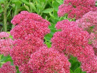 SEDUM 'AUTUMN FIRE'