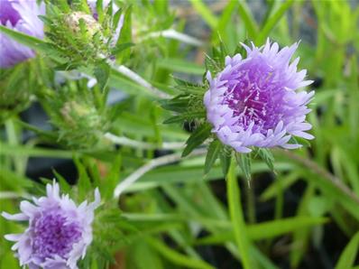 STOKESIA LAEVIS 'LEWIS BLUE'