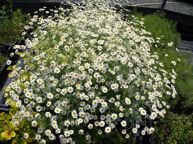 TANACETUM NIVEUM 'JACKPOT'