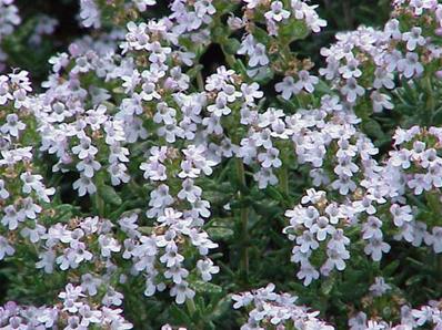 THYMUS VULGARIS 'FLEUR PROVENCALE'