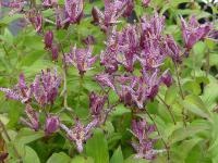 TRICYRTIS FORMOSANA 'DARK BEAUTY'