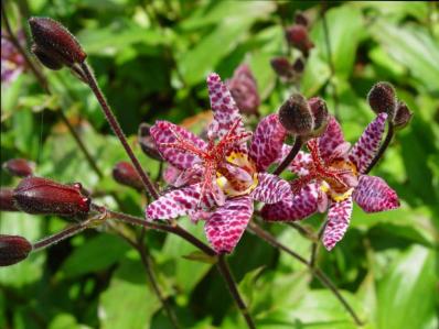 TRICYRTIS MACROPODA NIGRA