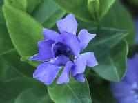 VINCA MINOR 'FLORE PLENO'