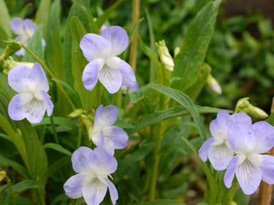 VIOLA ELATIOR ELISABETH'