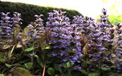 AJUGA REPTANS 'SIMON'S TYPE'