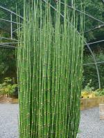 EQUISETUM CAMTSCHATCENSE