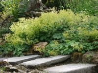 ALCHEMILLA MOLLIS 'ROBUSTA'