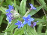 BUGLOSSOIDES PURPUROCAERULEA (GREMIL) 