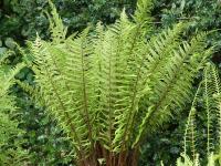 DRYOPTERIS AFFINIS