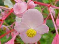 BEGONIA GRANDIS EVANSIANA 