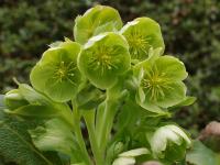 HELLEBORUS ARGUTIFOLIUS