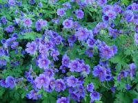 GERANIUM X MAGNIFICUM