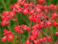HEUCHERA ‘SIOUX FALLS’ (= ’LEUCHTKÄFER’)