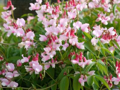 LATHYRUS VERNUS ROSEUS