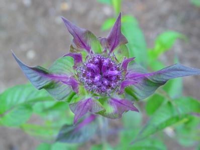 MONARDA 'SCORPION'