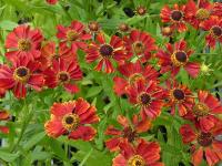 HELENIUM ‘RUBINZWERG’	