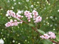 POLYGONUM CAMPANULATUM