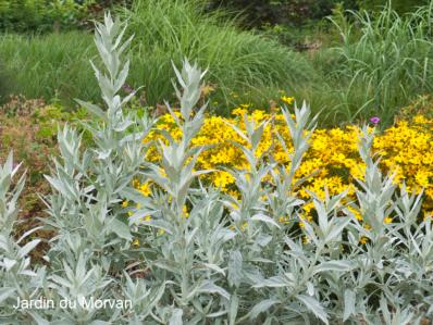 ARTEMISIA LUDOVICIANA 'VALERIE FINNIS'