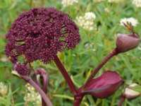 ANGELICA GIGAS