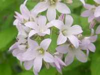 CAMPANULA LACTIFLORA LODDON ANNA - CAMPANULE ROSE