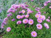 ASTER DUMOSUS 'LITTLE PINK LADY'