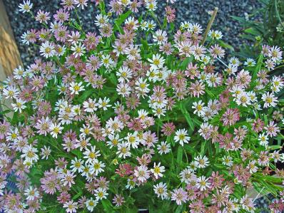 ASTER RUGULOSUS 'ASRUGO'