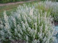 CALAMINTHA NEPETA ssp GLANDULOSA