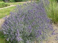 LAVANDULA 'RICHARD GRAY'