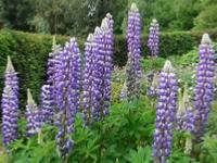 LUPINUS KASTELLAN'