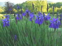 IRIS SIBIRICA MY LOVE 