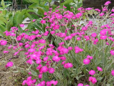 LYCHNIS CORONARIA 'ABBOTWOOD ROSE'