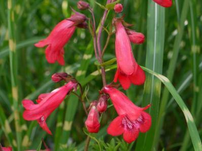 PENSTEMON 'WINDSOR RED'