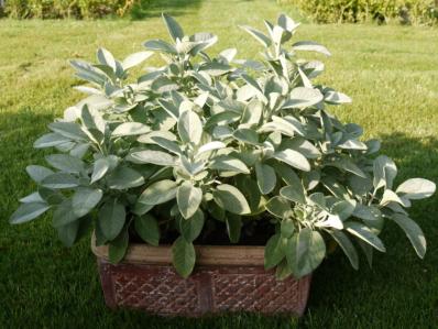 SALVIA OFFICINALIS 'BERGGARTEN'