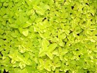 ORIGANUM VULGARE 'THUMBLE'S VARIETY'