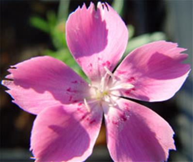 DIANTHUS GRATIANOPOLITANUS 'BLAUIGEL'