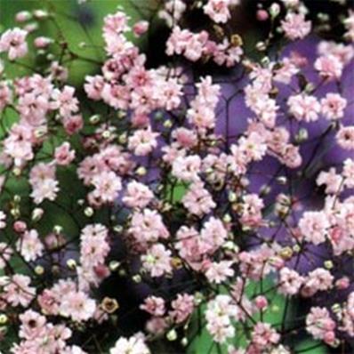 GYPSOPHILE PANICULATA 'FLAMINGO'