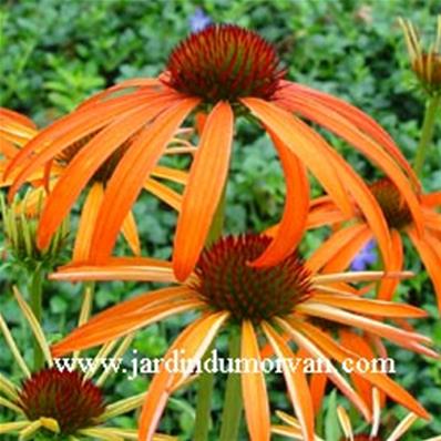 ECHINACEA 'ART'S PRIDE'