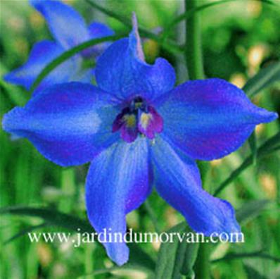 DELPHINIUM BELLADONNA 'VÖLKERFRIEDEN'