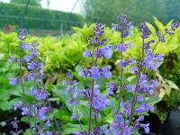 NEPETA 'WALKER'S LOW'