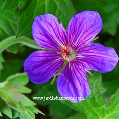 GERANIUM WLASSOVIANUM