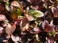 AJUGA REPTANS 'SIMON'S TYPE'