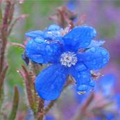 ANCHUSA AZUREA