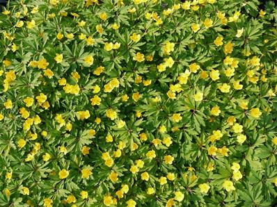 ANEMONE RANUNCULOIDES